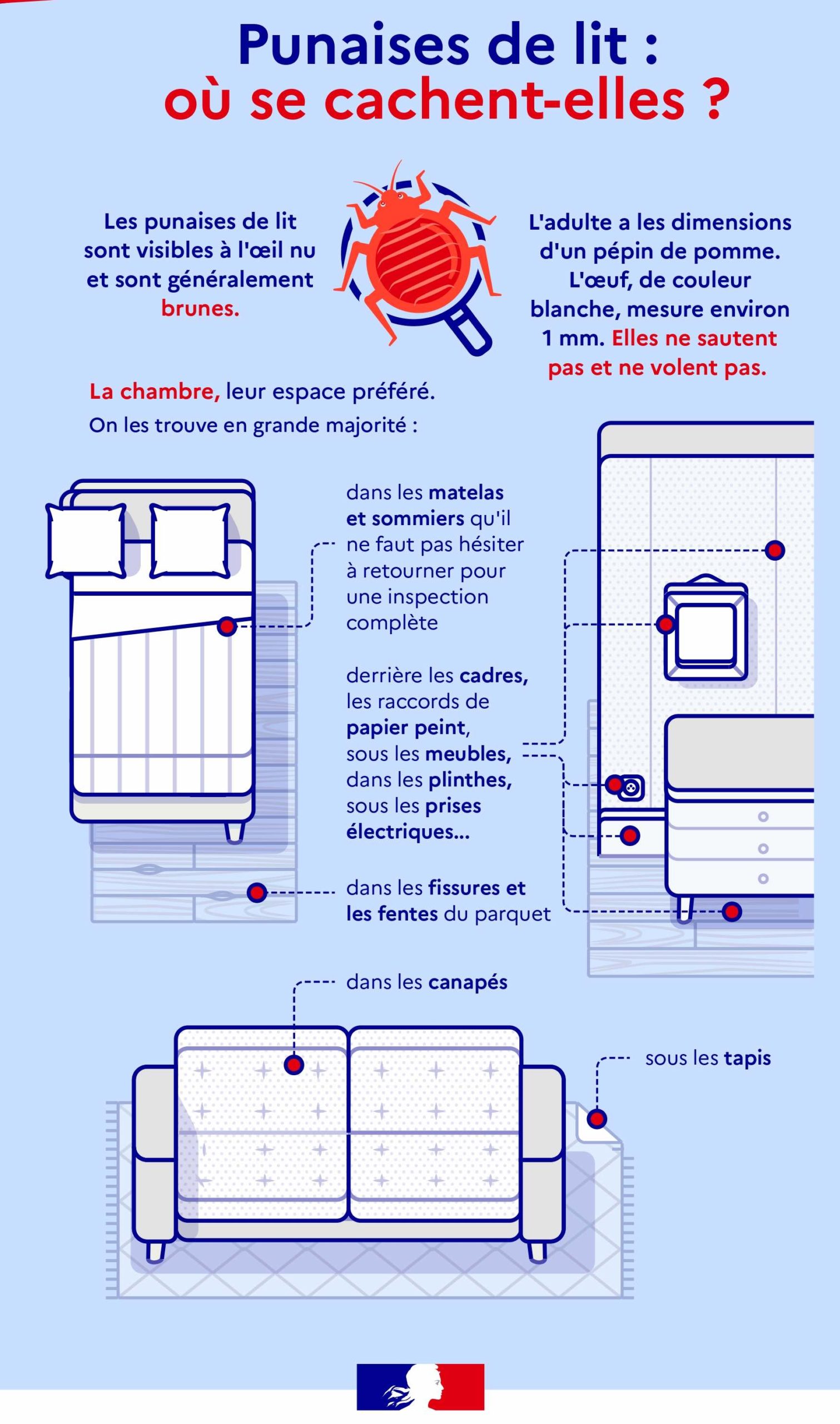 Punaises de lit : Origine et Solutions pour s’en débarrasser